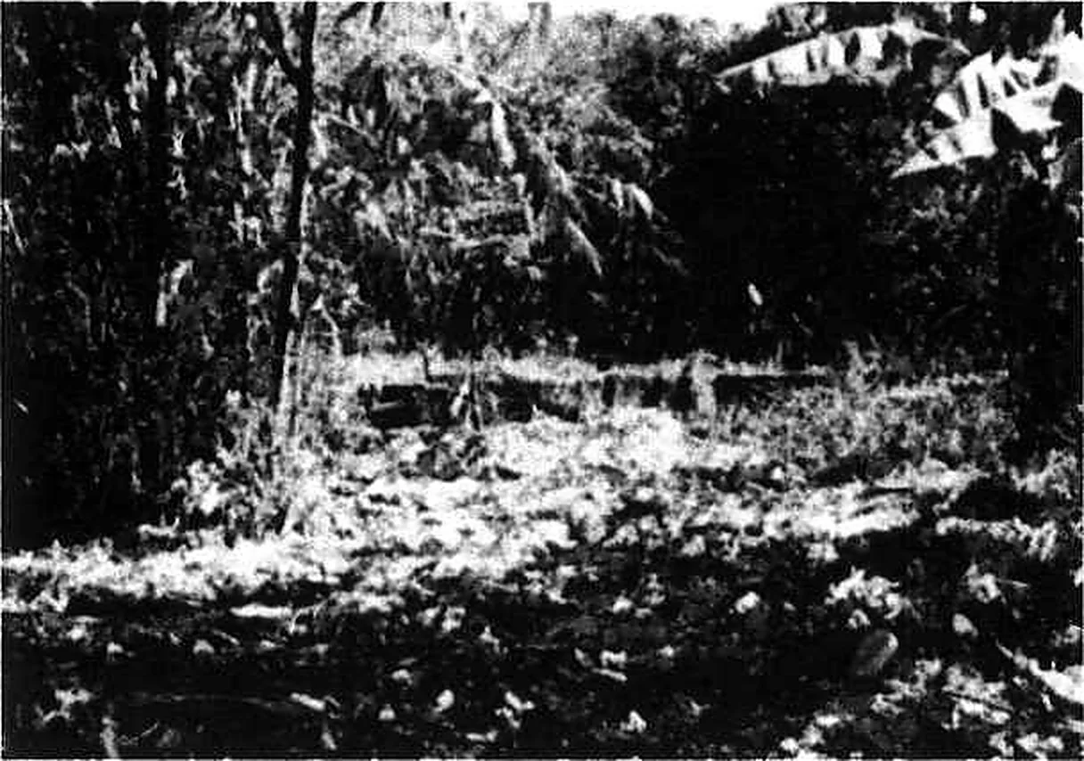 Dense jungle and undergrowth outside the village of Long Tan